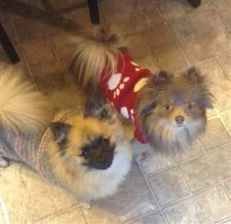 pom-dogs-wearing-sweaters